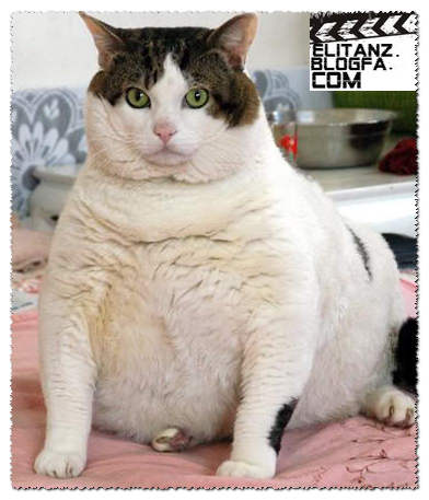 حیوانات چاق و چله